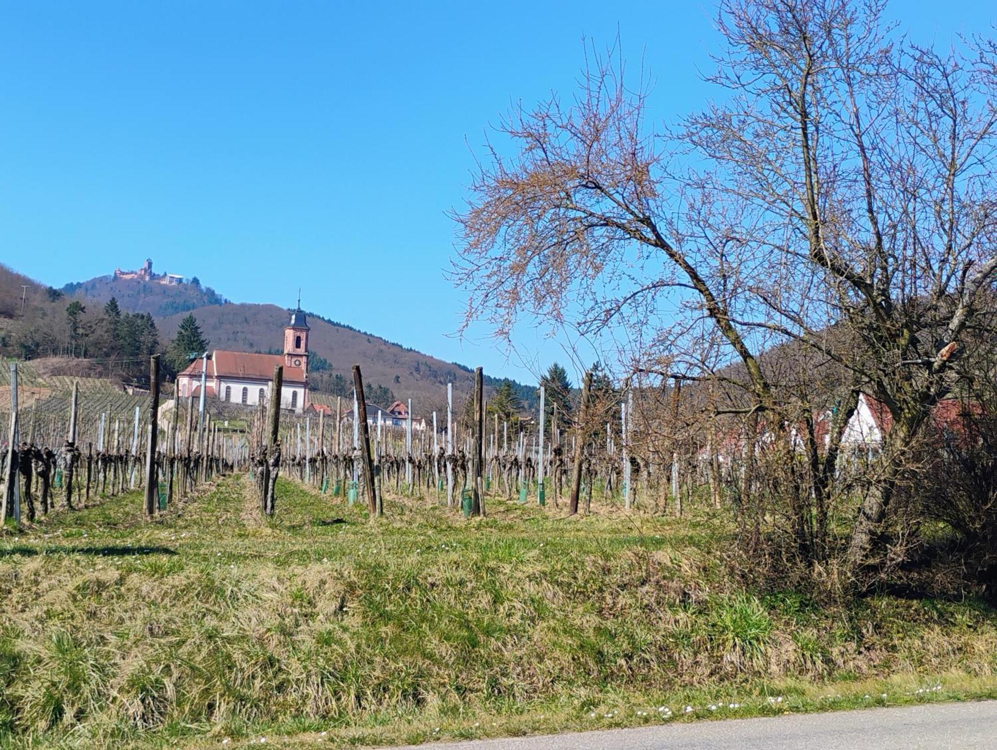 Gite Le Marronnier - Au Calme - Parking & Terrasse - Pres De Colmar Et Riquewihr - Route Des Vins Châtenois Eksteriør billede