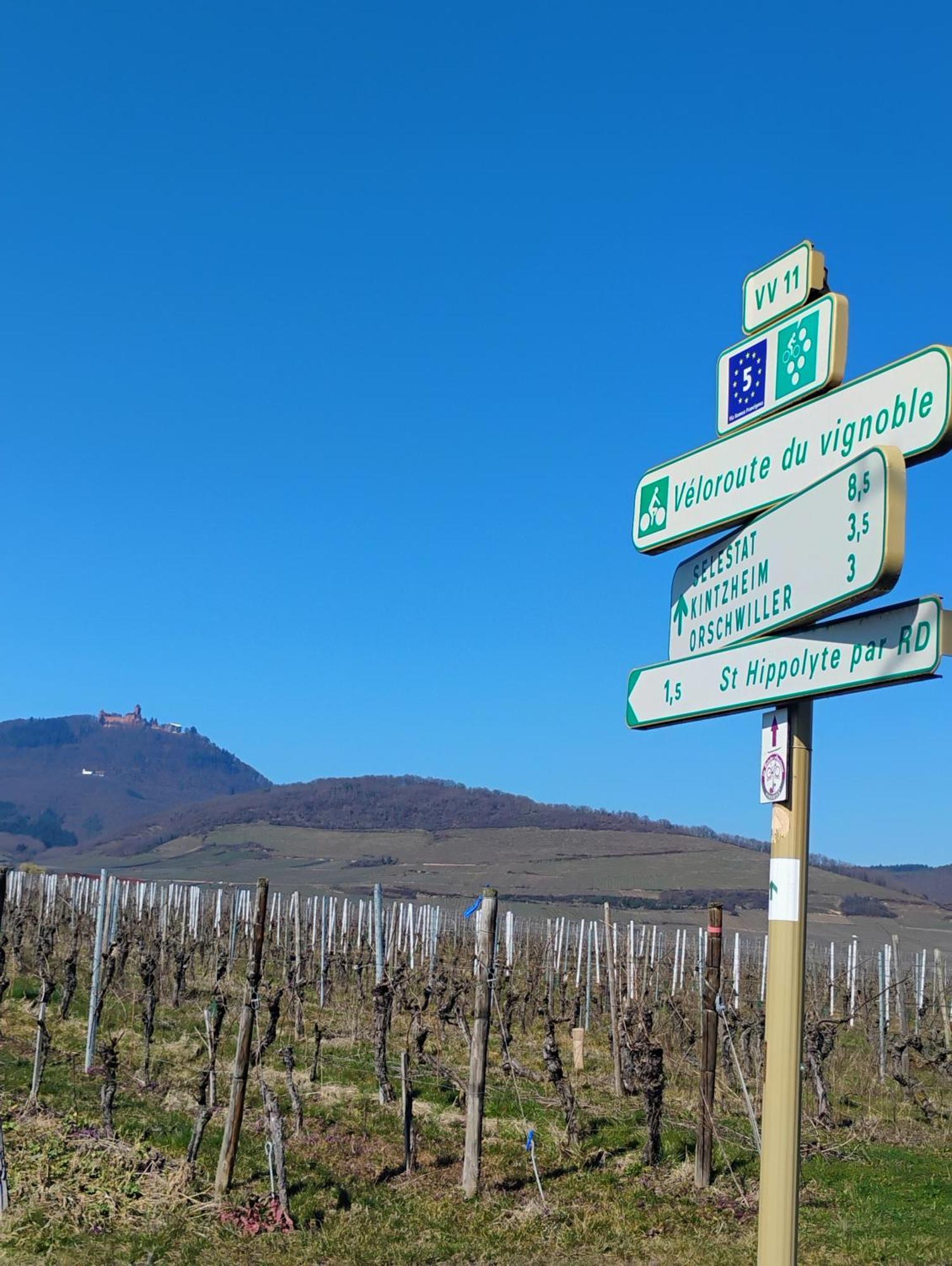 Gite Le Marronnier - Au Calme - Parking & Terrasse - Pres De Colmar Et Riquewihr - Route Des Vins Châtenois Eksteriør billede