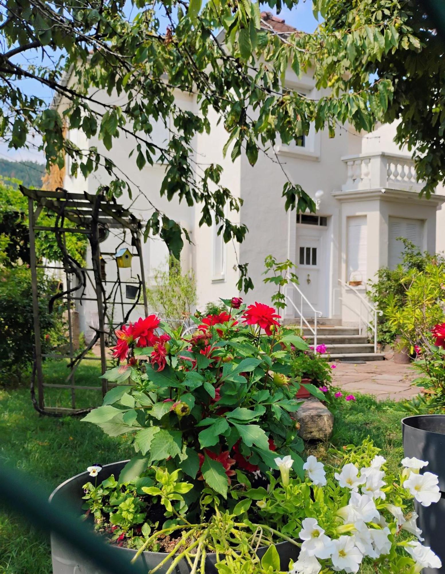 Gite Le Marronnier - Au Calme - Parking & Terrasse - Pres De Colmar Et Riquewihr - Route Des Vins Châtenois Eksteriør billede